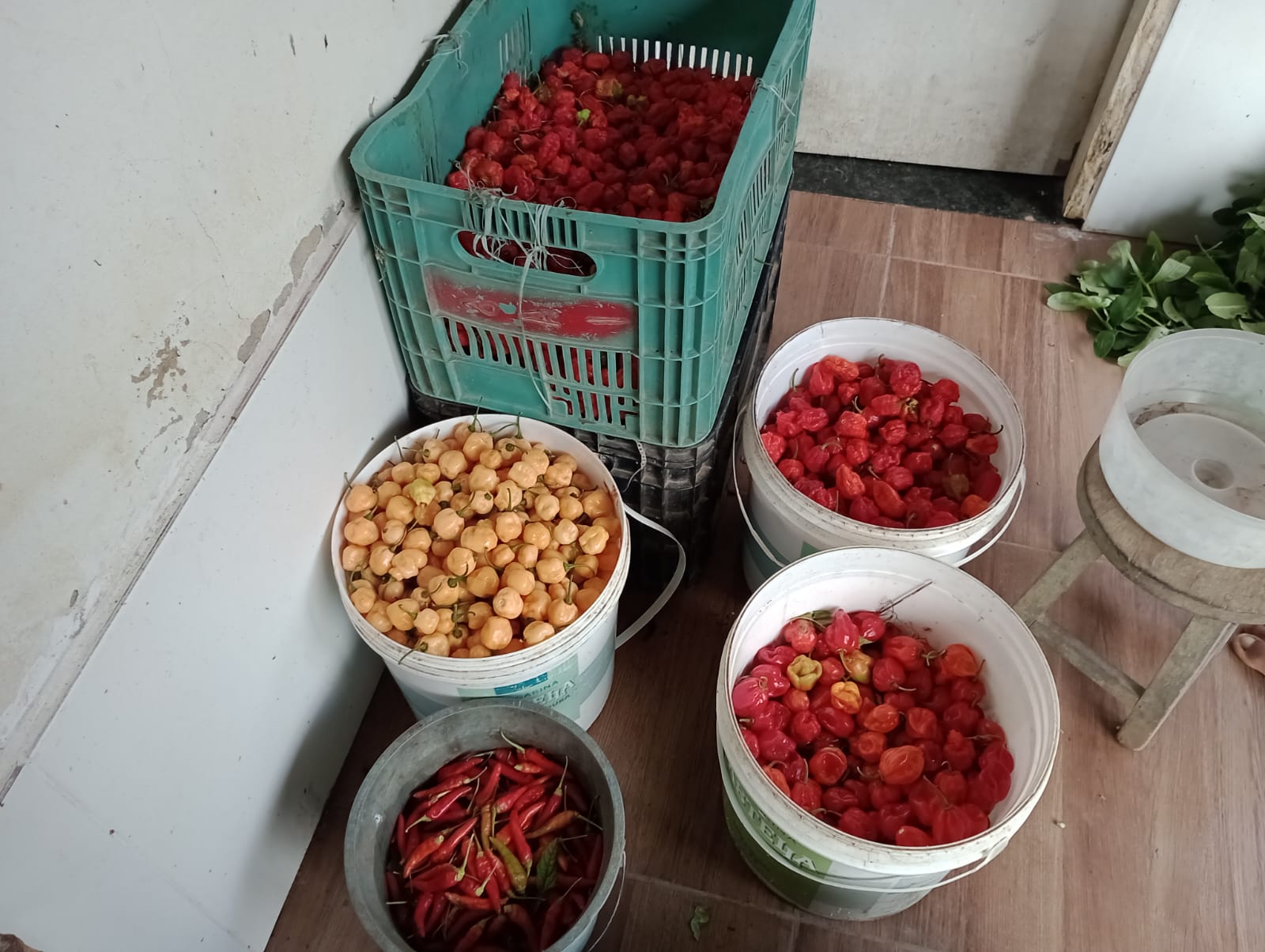 Troca de saberes em unidade demonstrativa rural